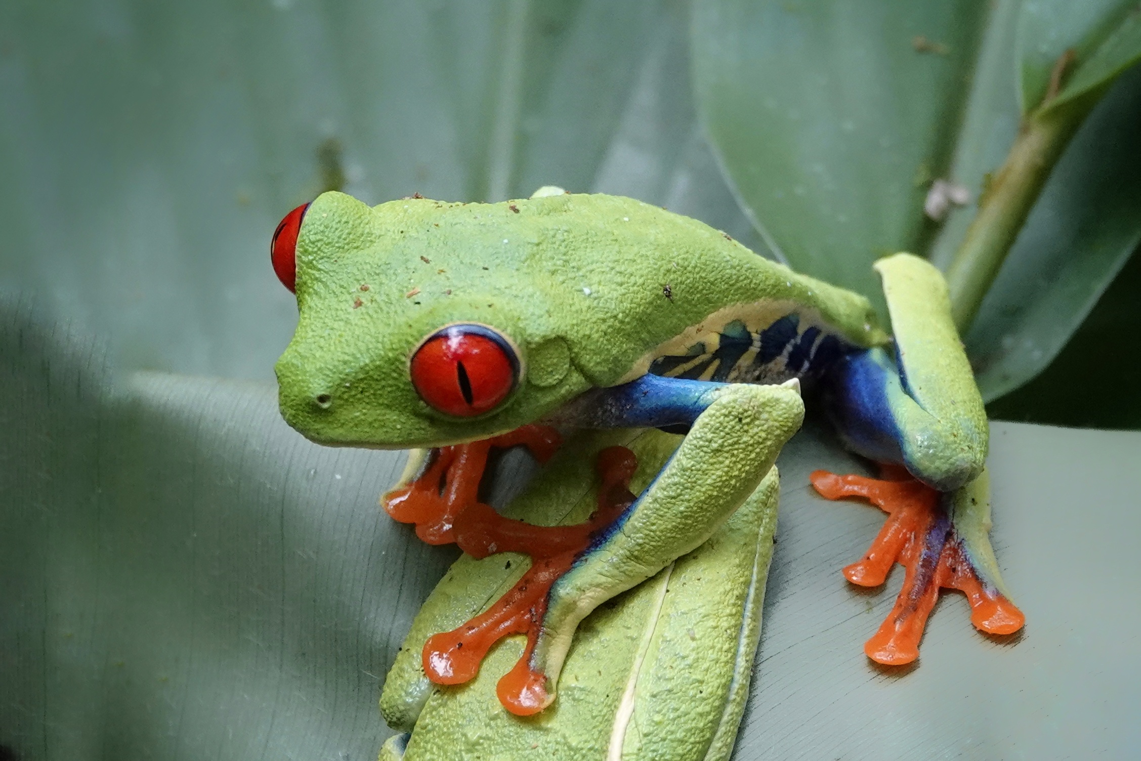 Grenouille aux yeux rouges sur une feuille